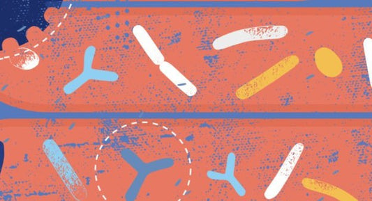 Haltbar ohne Stress? Fermentierte Kosmetik mit Lactobacillus